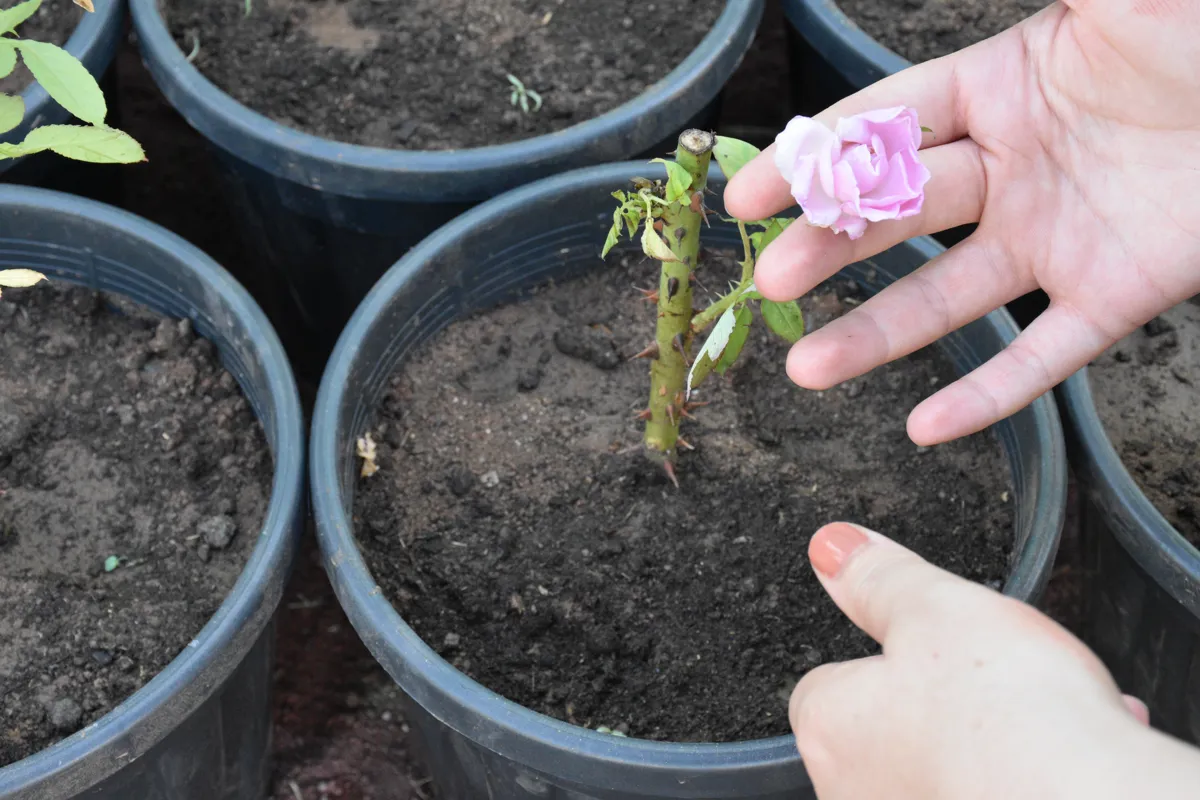 Nebat ji hêla jinan ve têne çandin: Belavkirin û hilberîna nebatan li baxçeyê zarokan dest pê kiriye.