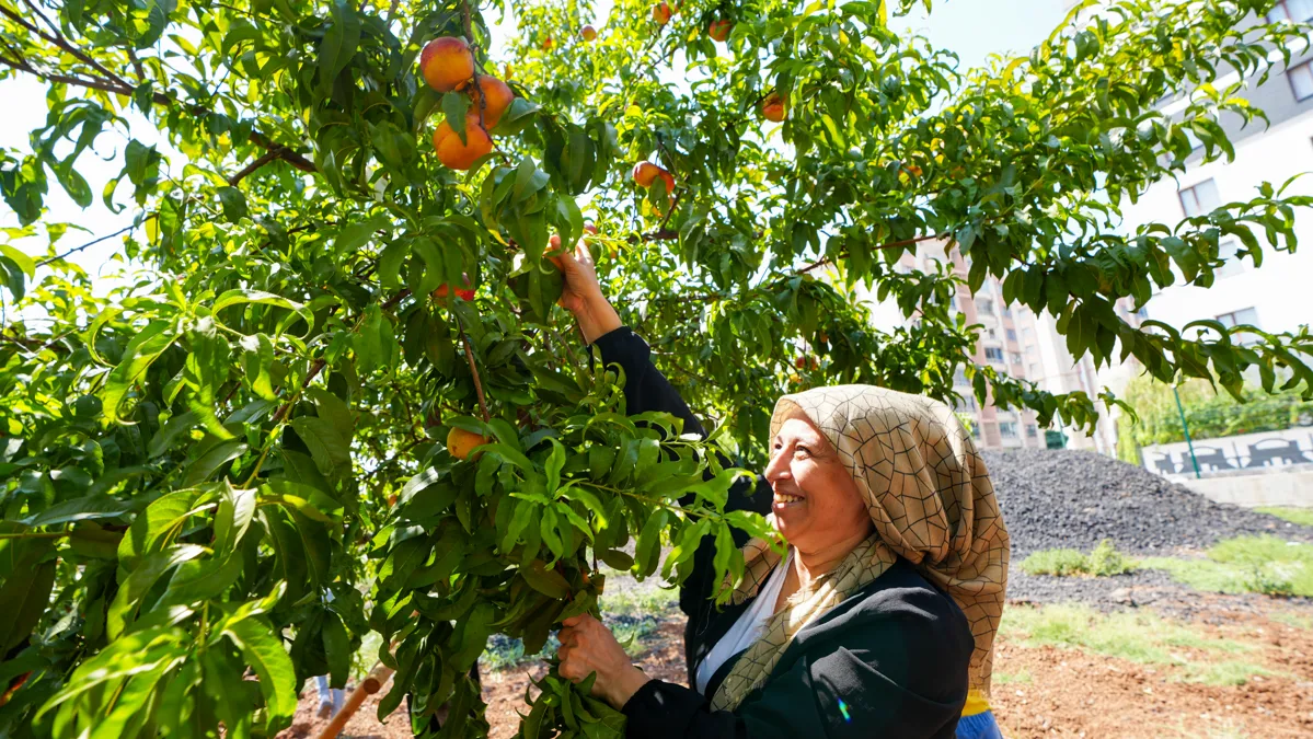 Meyveler kolektif emekle hasat edildi