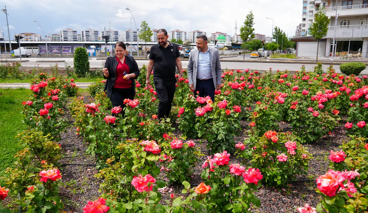 Hevserok Ayaz serdana Baxçeyê Gulan kir