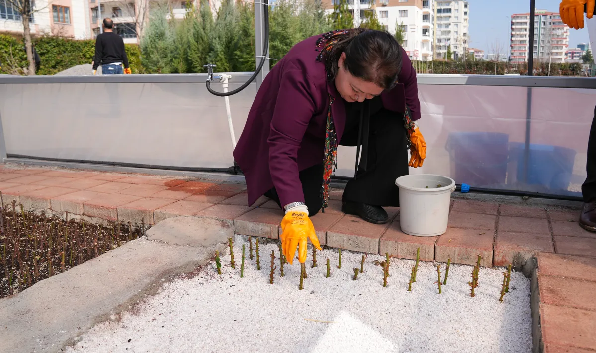 Şaredariya Baglarê di seraya xwe de dest bi hilberîna gul û şitlên gulberojê kiriye.