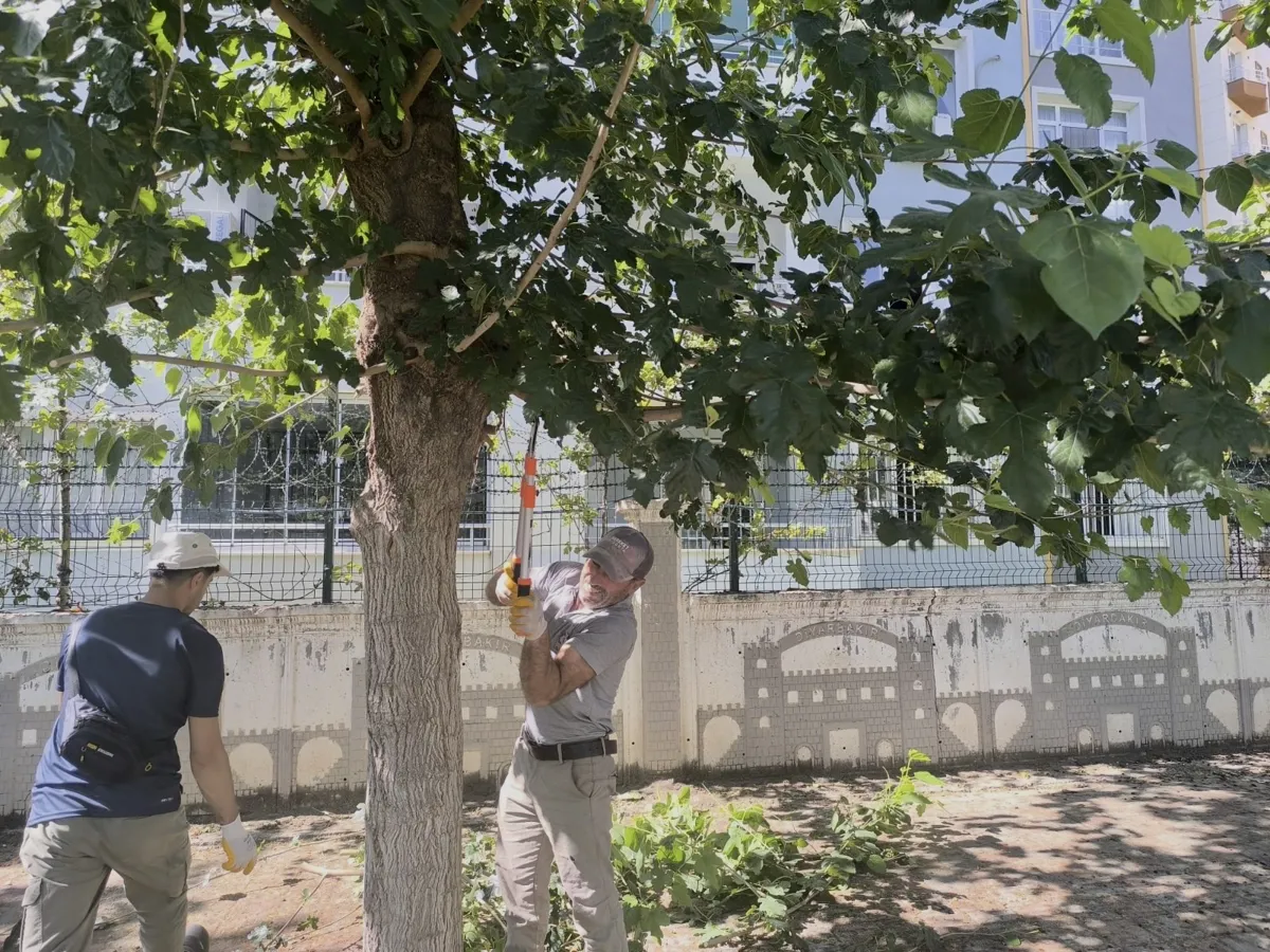 Ağaçların sağlıklı gelişimi için çalışma yapılıyor
